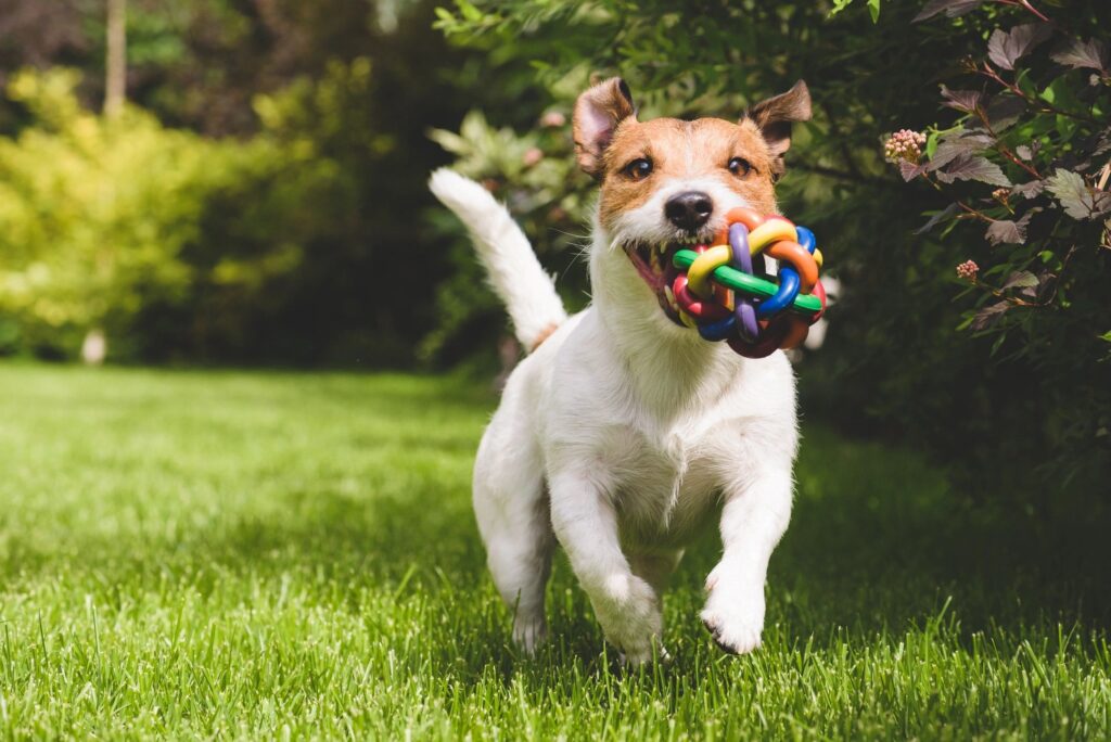 picture of dog running towards the camera with chew toy in its mouth